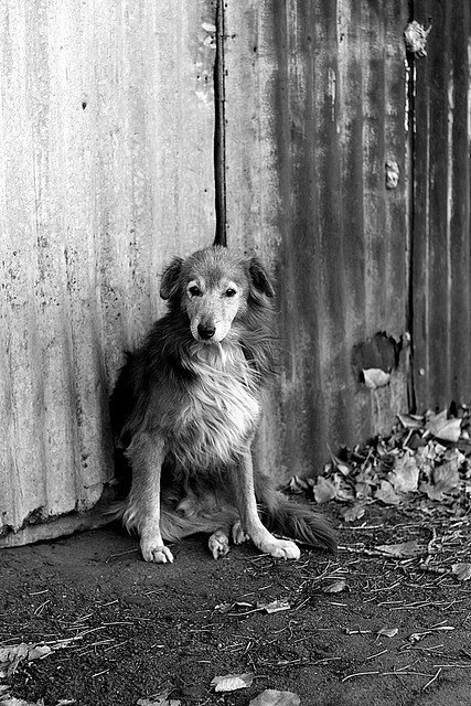 Perro abandonado
