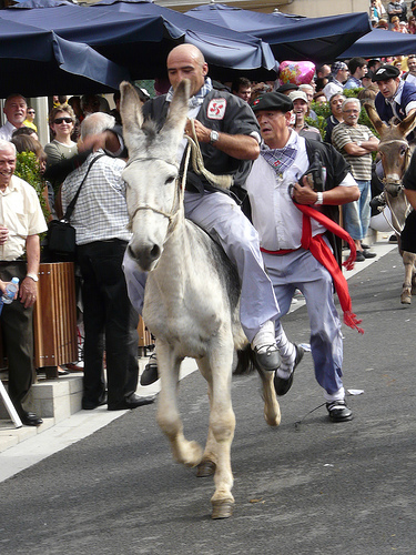 Carrera burros